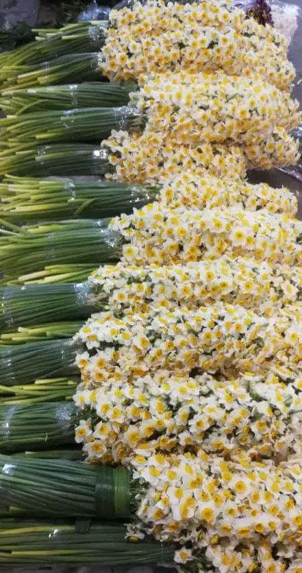 پخش گل نرگس|گل و گیاه طبیعی|خمینیشهر, |دیوار