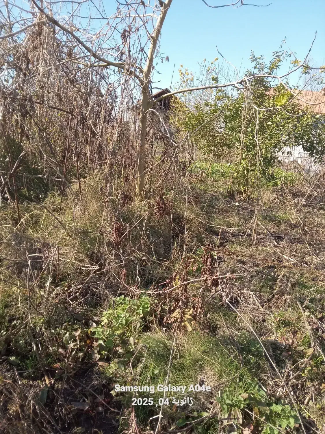 زمین|فروش زمین و ملک کلنگی|رودبنه, |دیوار