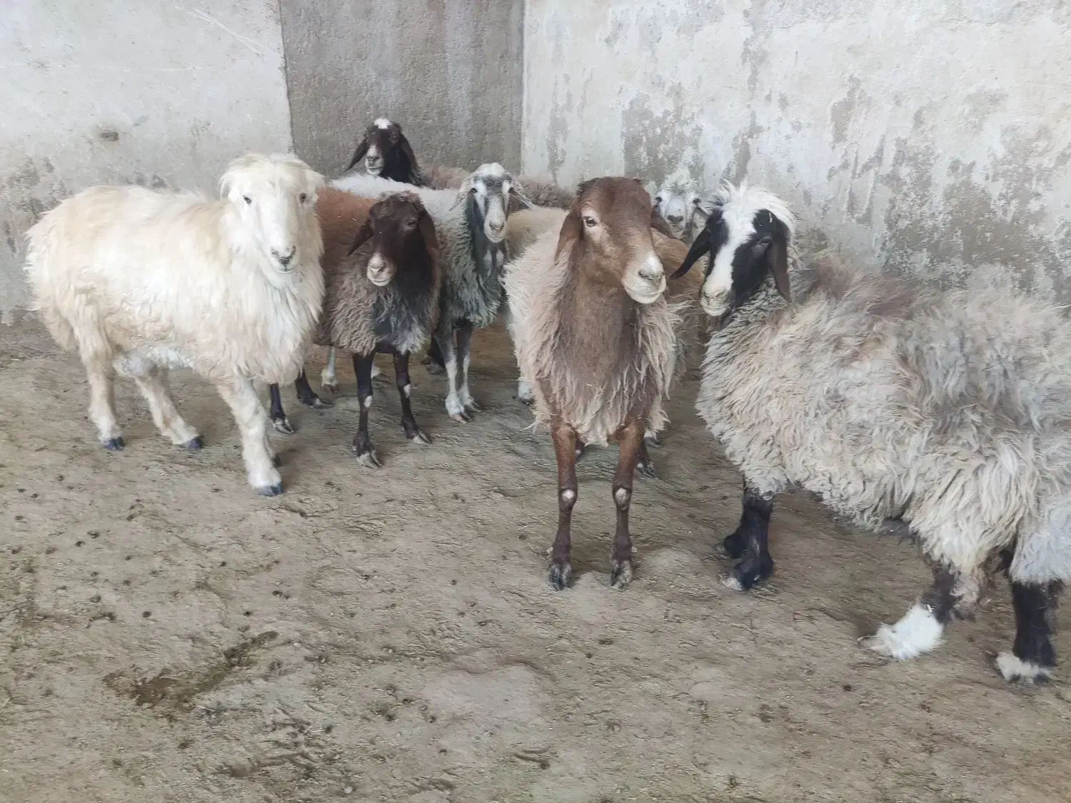 میش  گوسفند  قوچ|حیوانات مزرعه|شهرضا, |دیوار