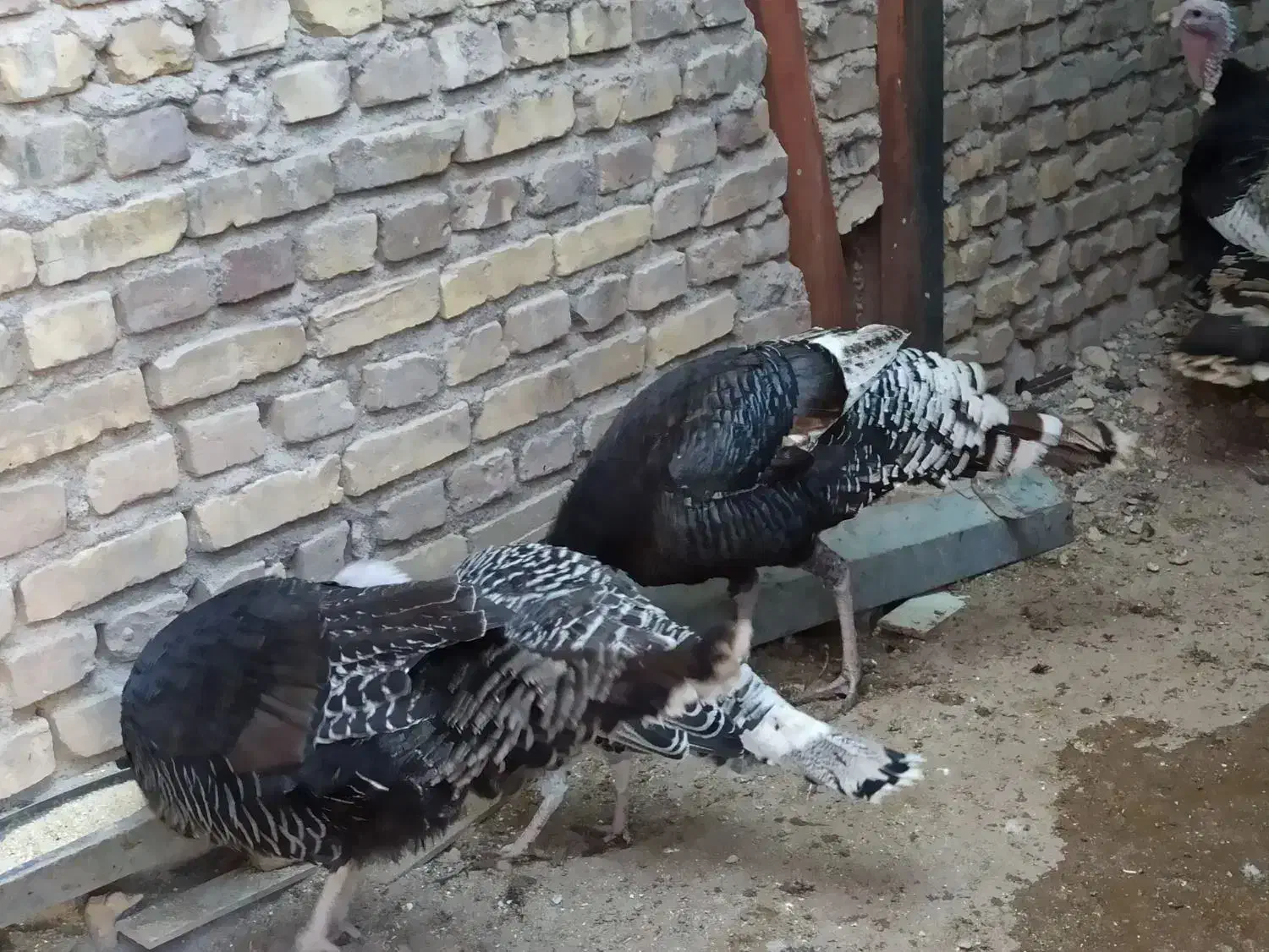 ماده بوقلمون جوان|پرنده|رفسنجان, |دیوار