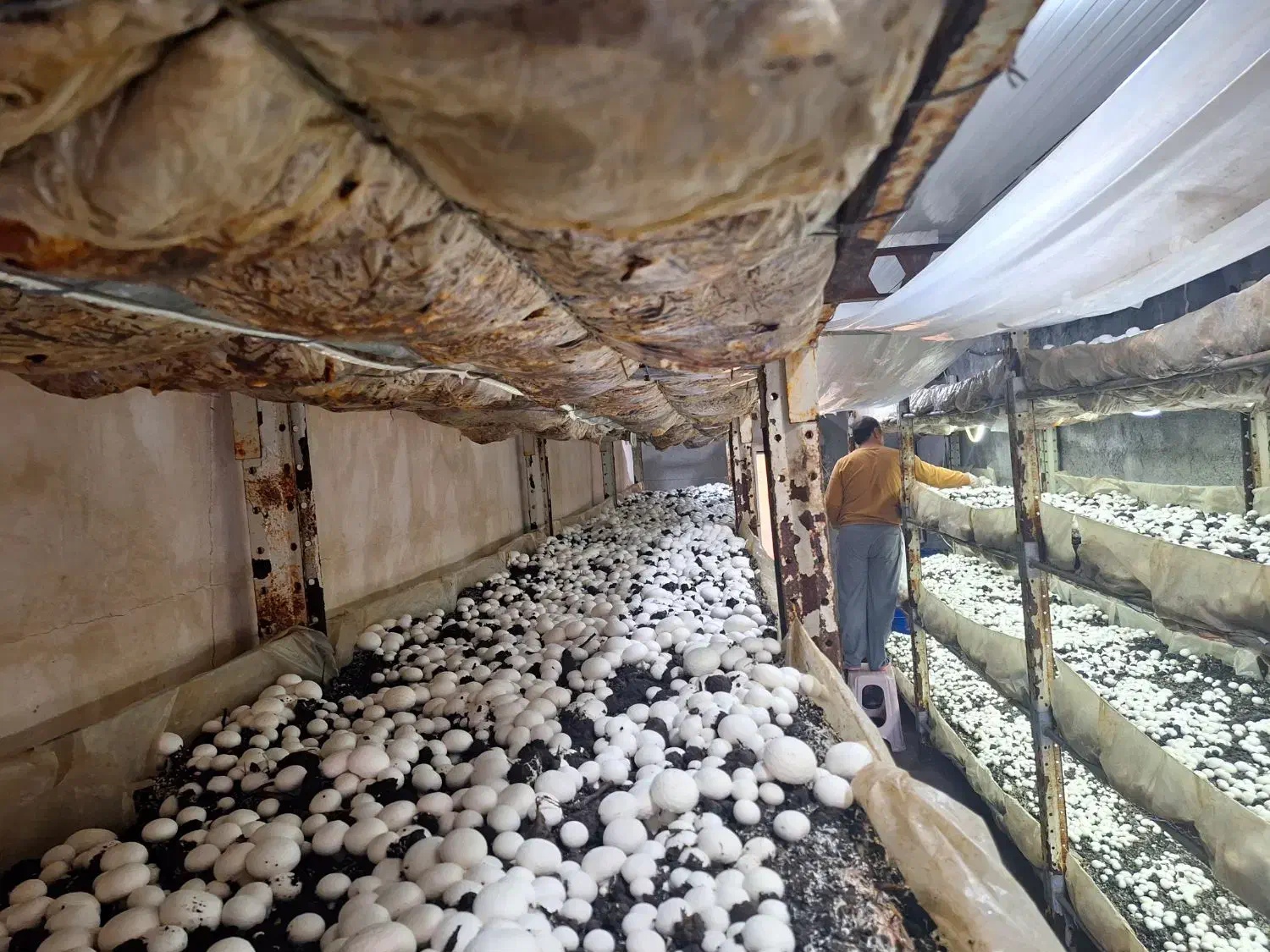 خاک پوششی قارچ|عمدهفروشی|فریمان, |دیوار