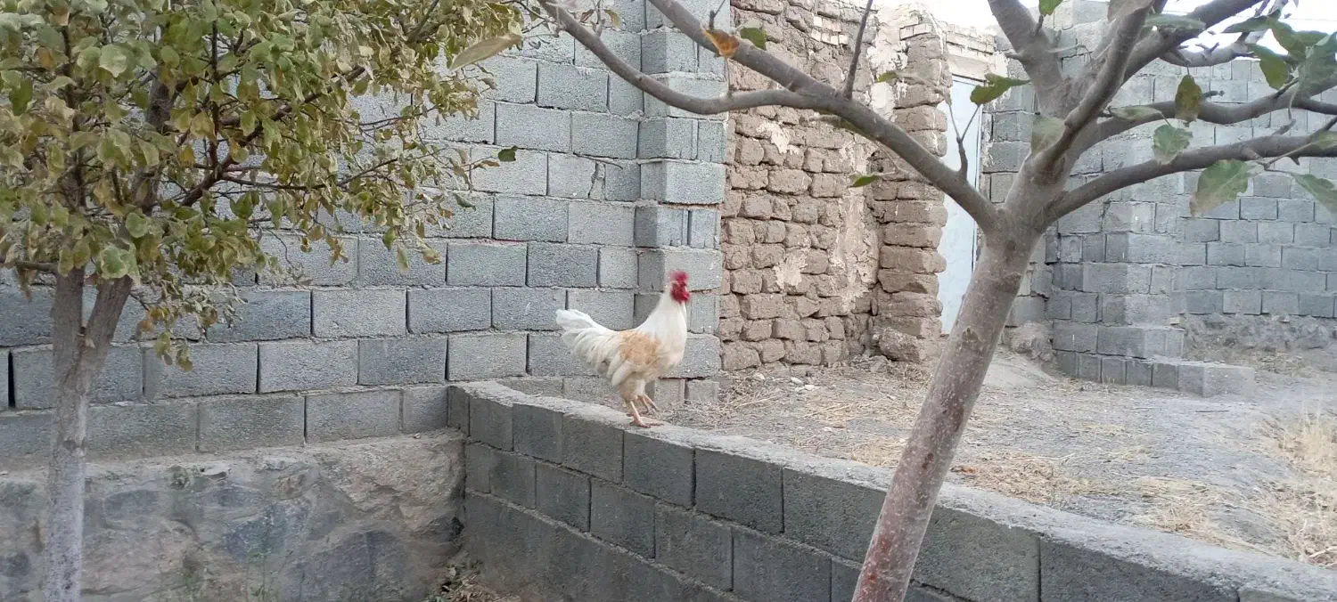 خروس بالغ خانگی|حیوانات مزرعه|مشهد, رده|دیوار