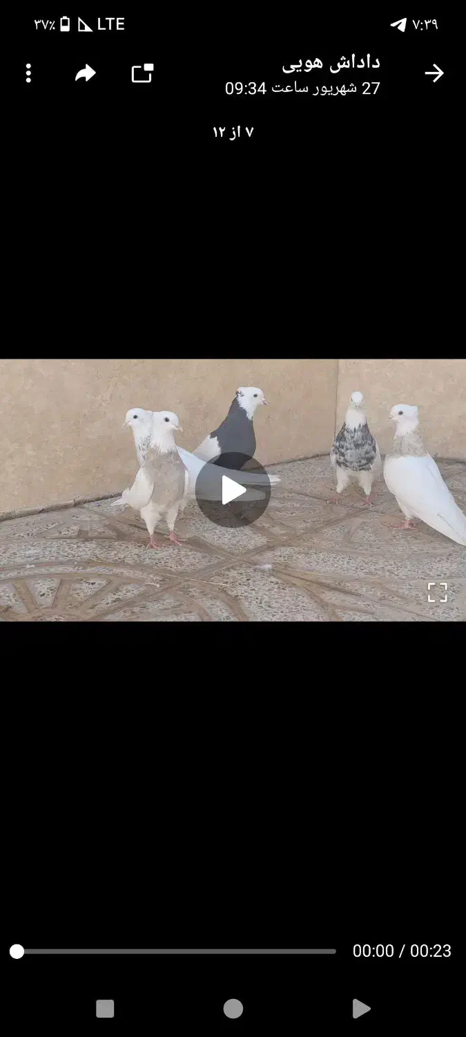 کبوتر|پرنده|خضر آباد, |دیوار