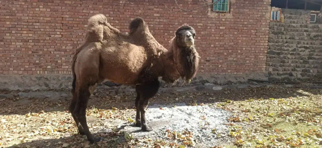 شتر دو کوهان|حیوانات مزرعه|کهریزک, |دیوار