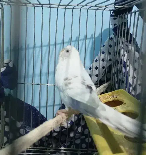 مرغ عشق سفید.|پرنده|اقلید, |دیوار