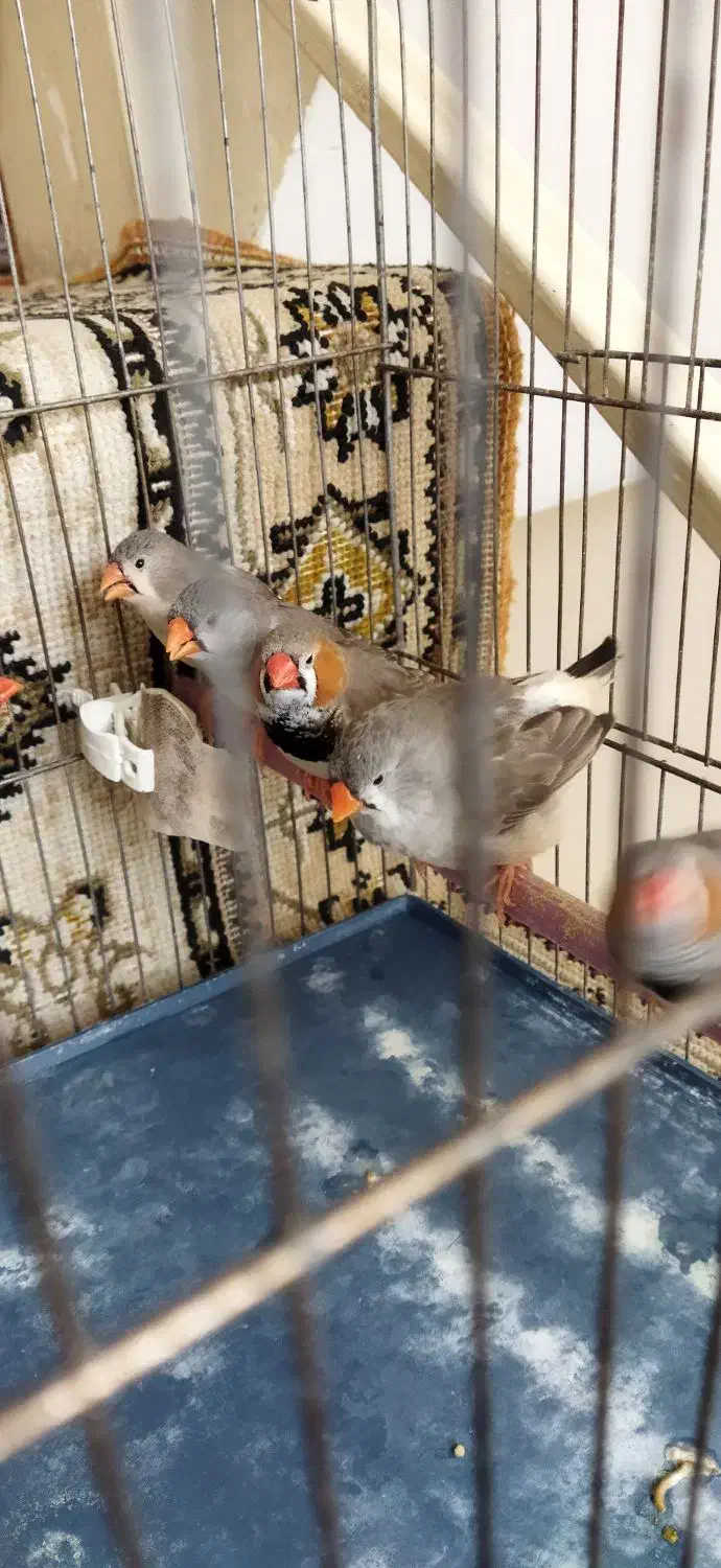 فنج کینگ|پرنده|تهران, سعیدآباد|دیوار