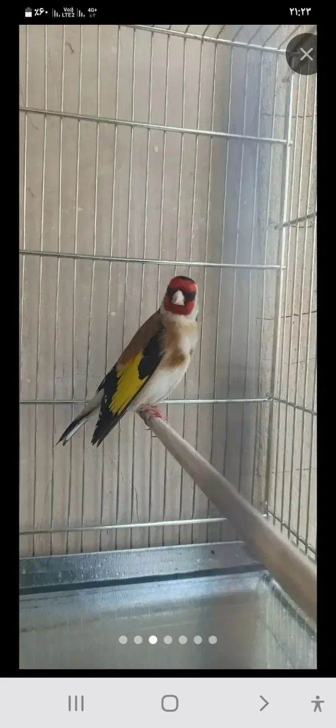 جوجه سهره مست|پرنده|کوهدشت, |دیوار