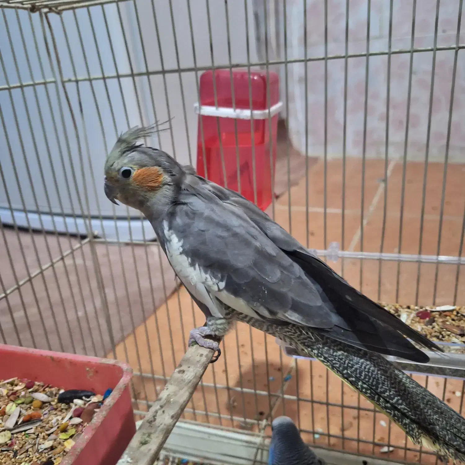 عروس هلندی ماده بالغ (عسلویه)|پرنده|بندر کنگان, |دیوار