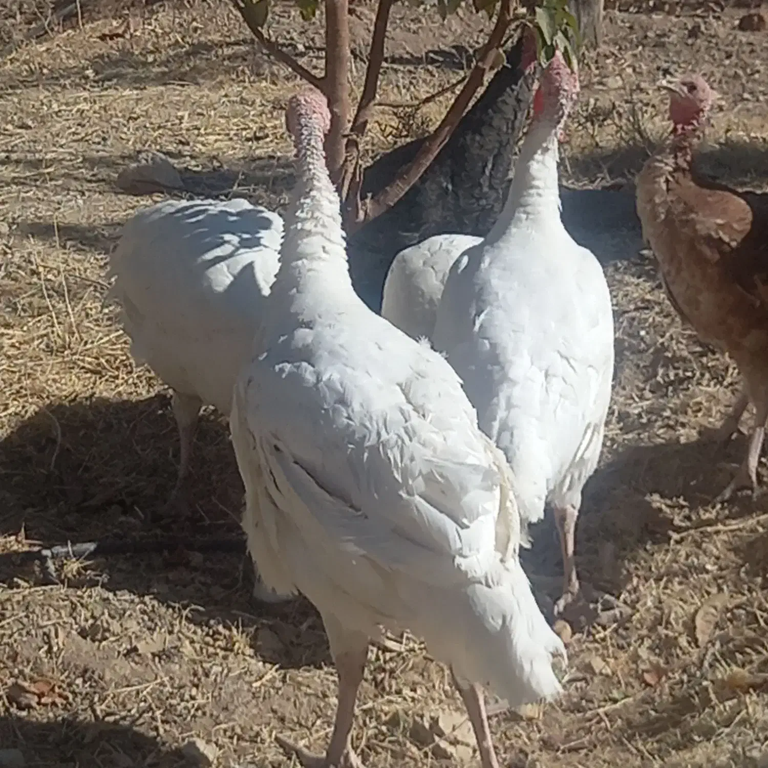 فروش بوقلمون گوشتی|حیوانات مزرعه|ارژن, |دیوار