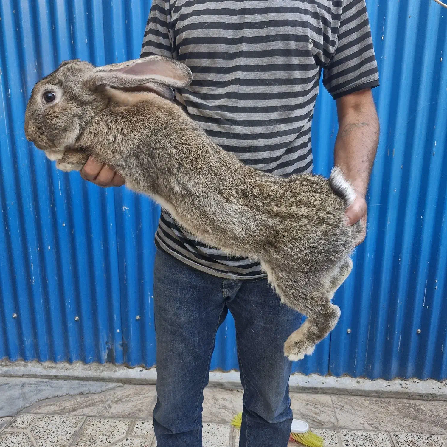 خرگوش المانی|حیوانات مزرعه|تهران, جردن|دیوار