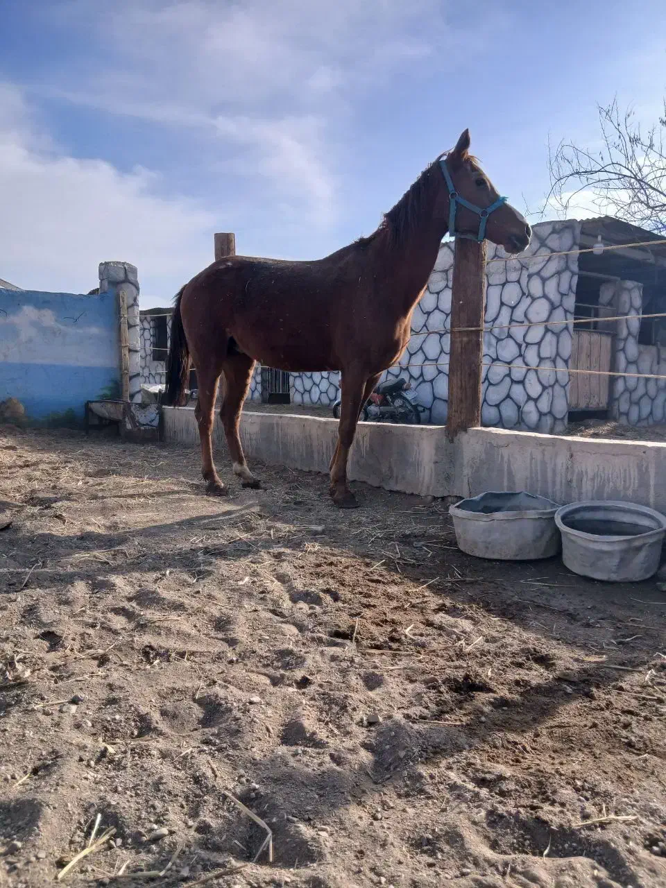 اسب ترکمن|اسب و تجهیزات اسب‌سواری|گناباد, |دیوار