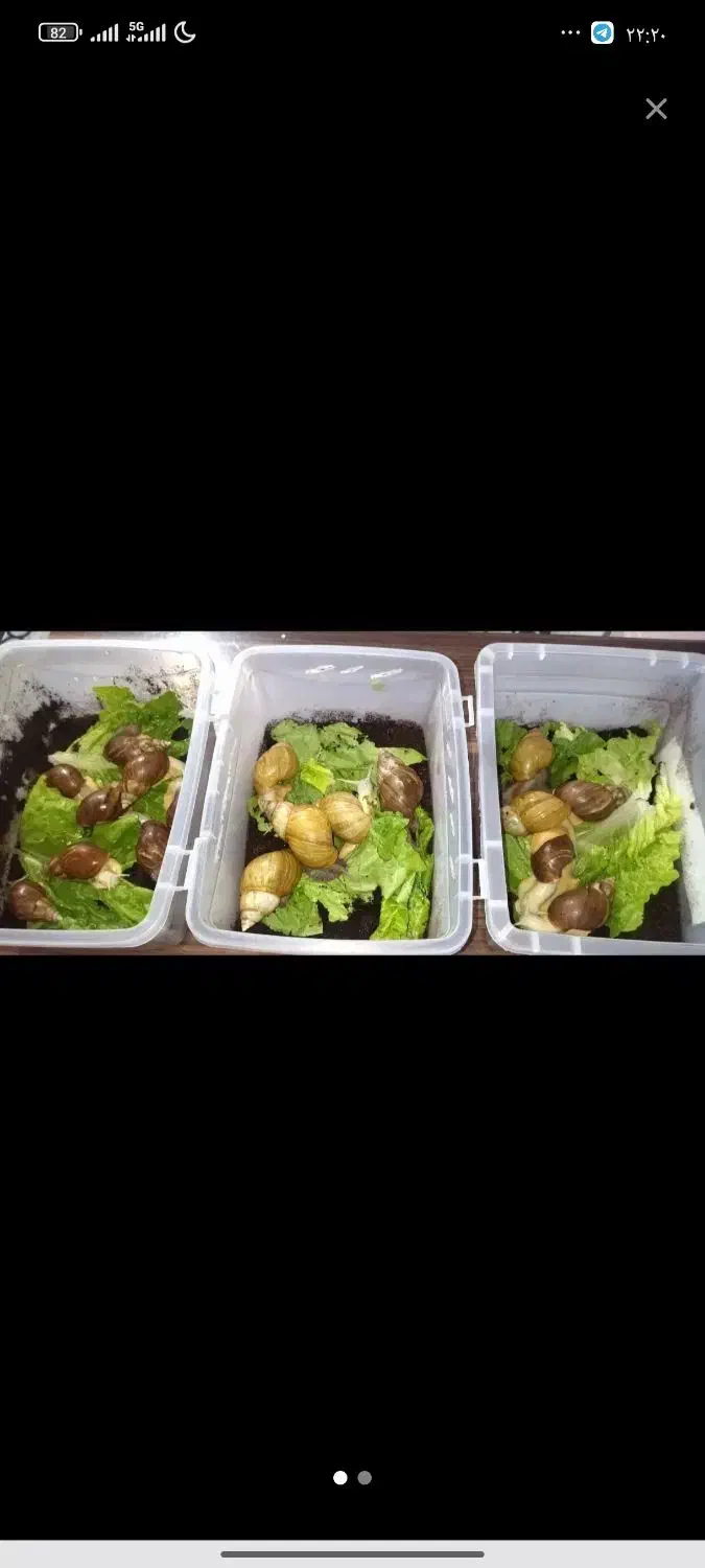 حلزون طبی|آرایشی، بهداشتی، درمانی|اصفهان, شاهزاده ابراهیم|دیوار