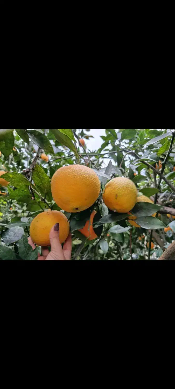 فروش نارنگی یافا و پرتغال تامسون|خوردنی و آشامیدنی|پرهسر, |دیوار