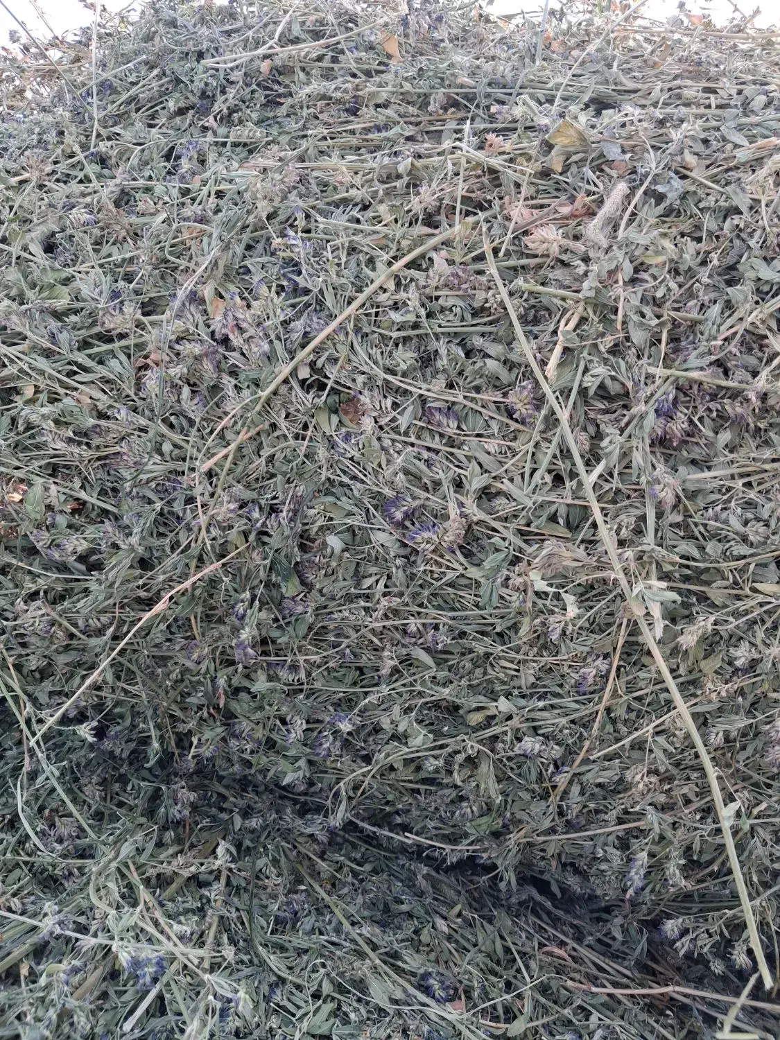 یونجه ۳۲۰۰۰۰۰ت|خدمات باغبانی و درختکاری|مشگین شهر, |دیوار