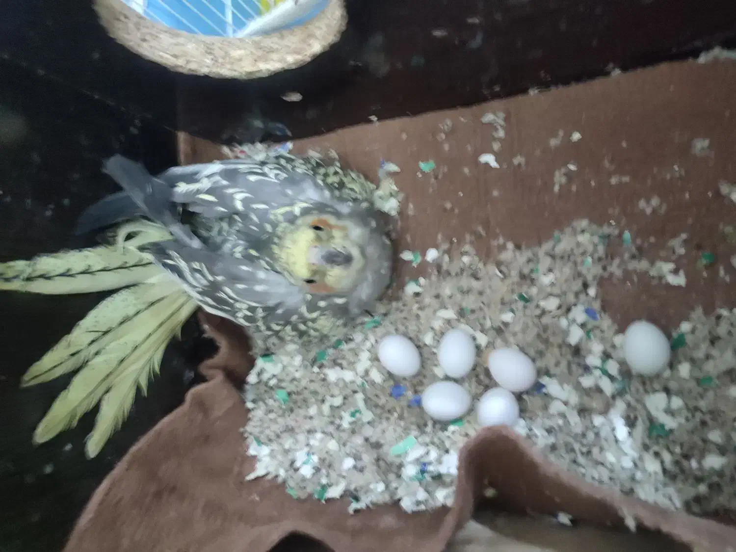 عروس هلندی آواز خوان تخم گذار|پرنده|یزد, |دیوار