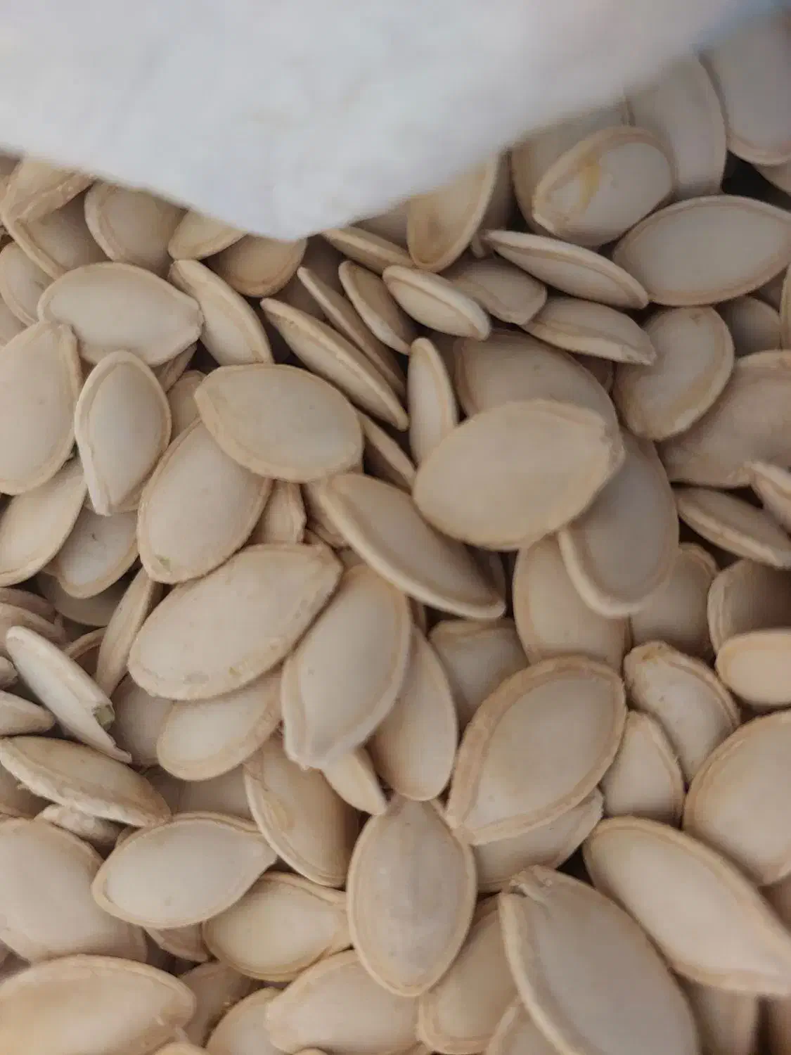 تخمه کدو گوشتی|خوردنی و آشامیدنی|شیراز, گلشن|دیوار