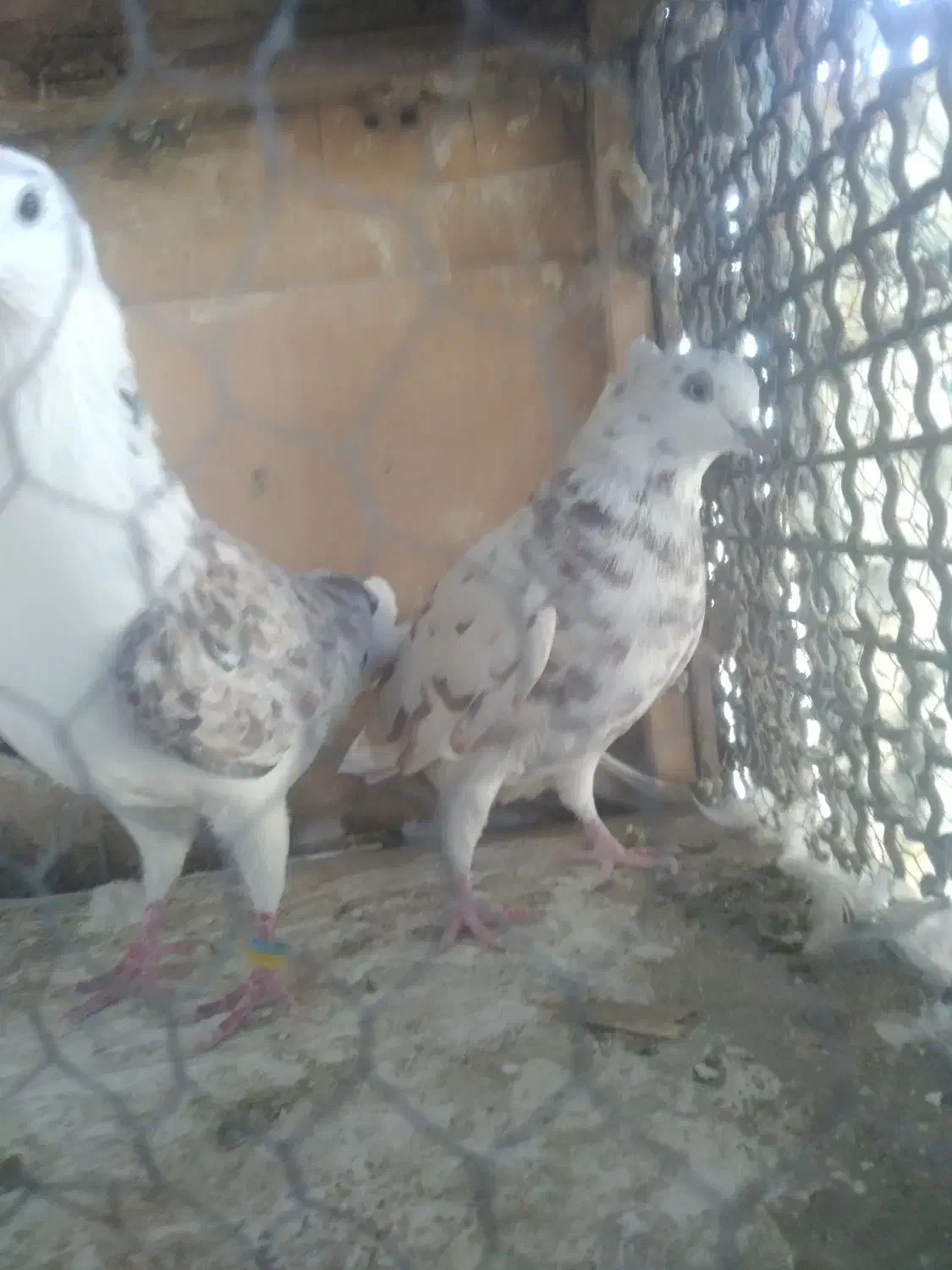 کفتر‌پرشی|پرنده|ری, عباس‌آباد|دیوار