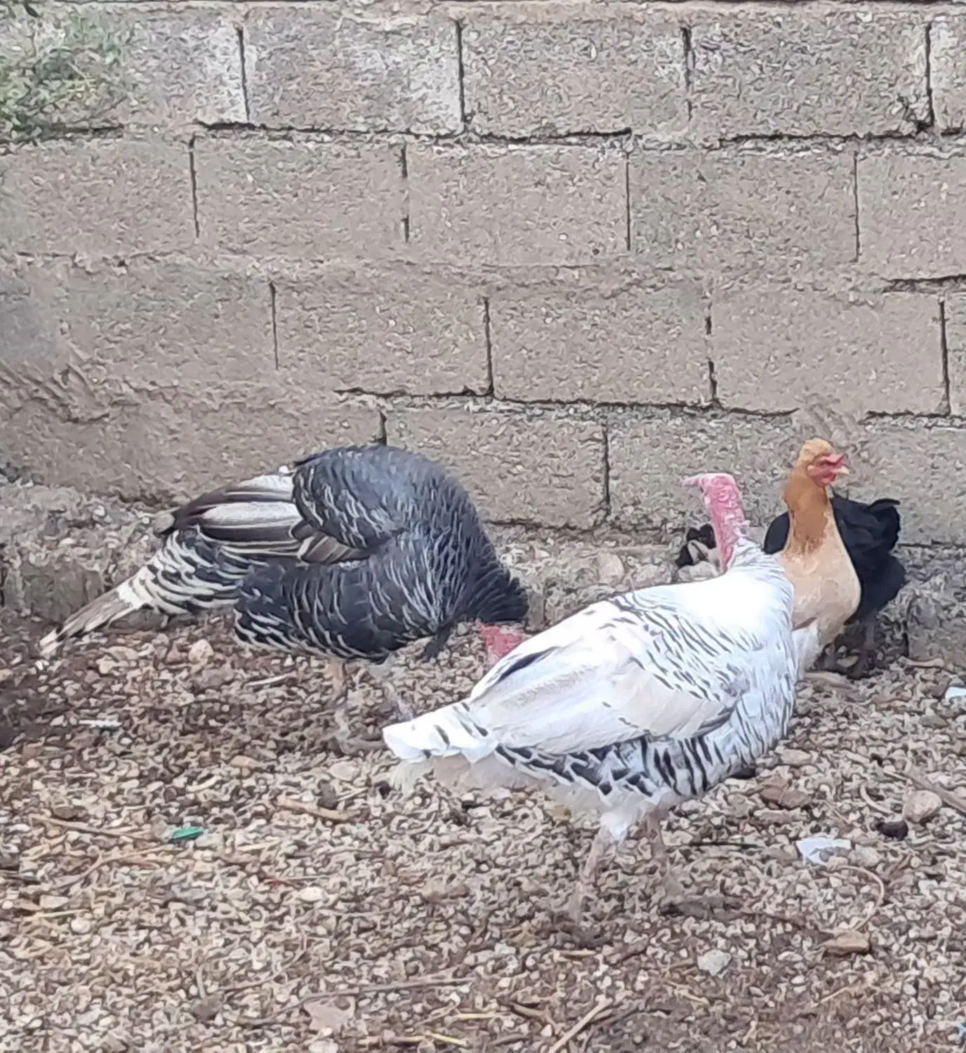 بوقلمون نر|حیوانات مزرعه|اندیمشک, |دیوار