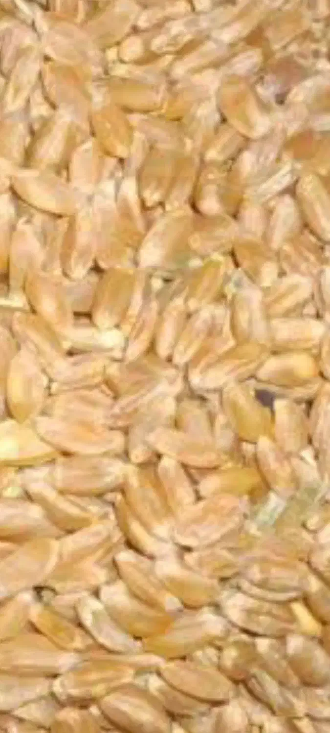 فروش گندم|خوردنی و آشامیدنی|شیراز, اکبر آباد|دیوار
