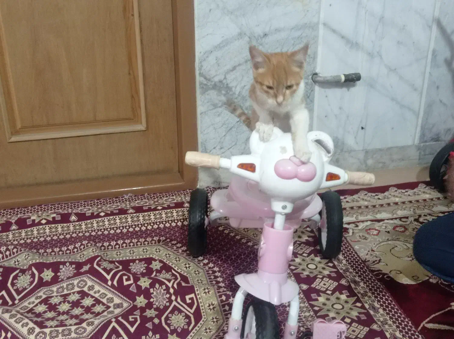 بچه گربه خوشگل|گربه|قوچان, |دیوار