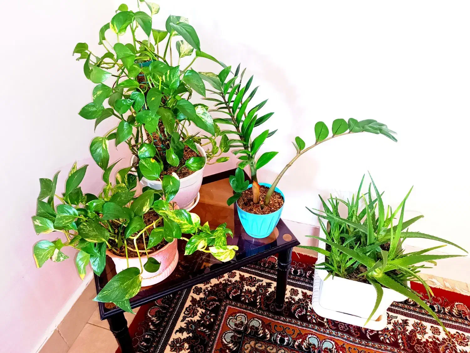 گل طبیعی|گل و گیاه طبیعی|شاهرود, |دیوار