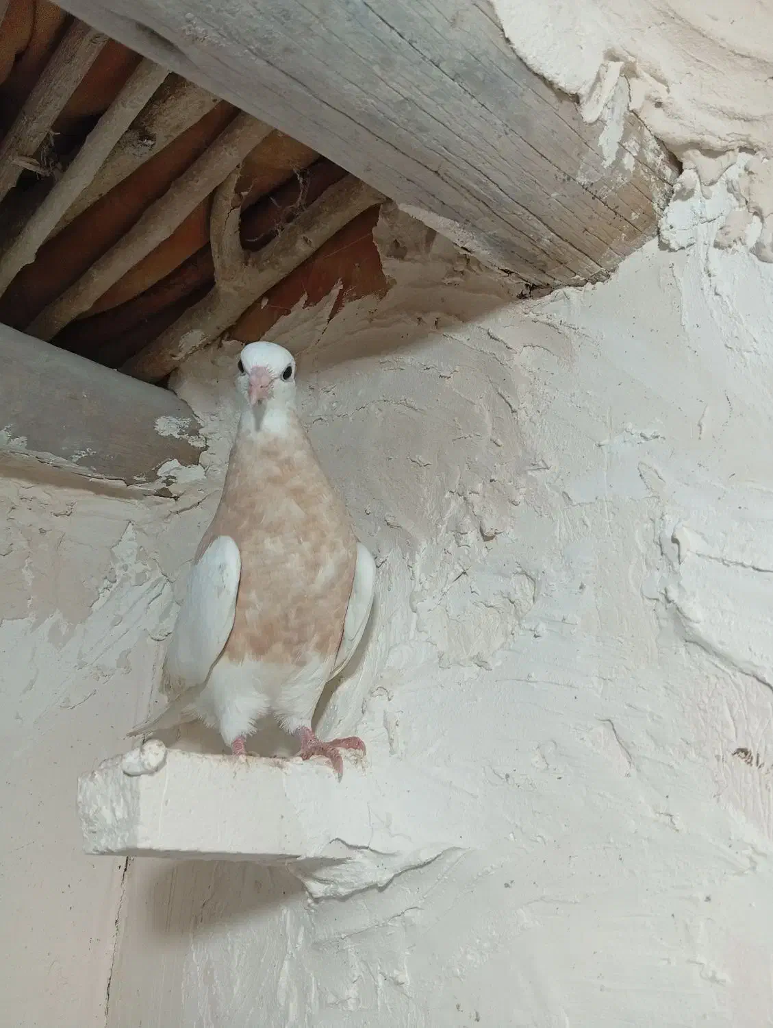 کبوتر|پرنده|اسفراین, |دیوار