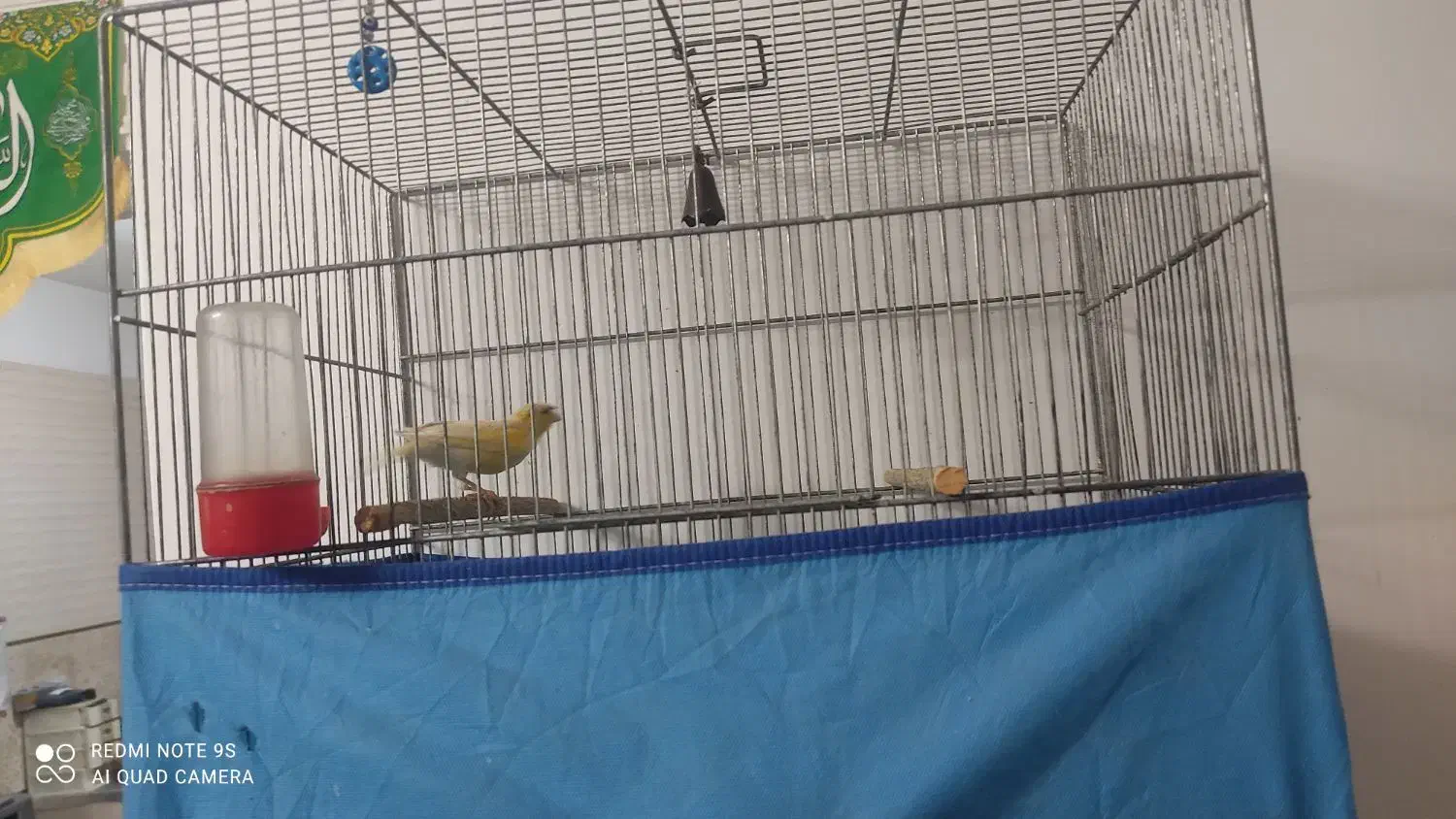 نر قناری|پرنده|قم, زمان زاده|دیوار