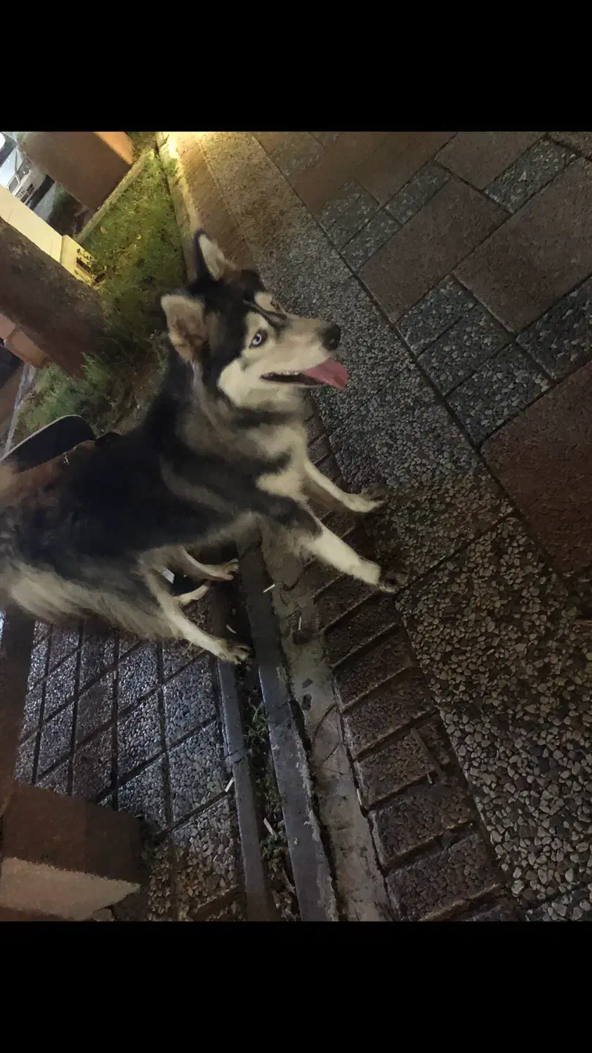 سگ هاسگی مالاموت|سگ|رشت, رودباری|دیوار