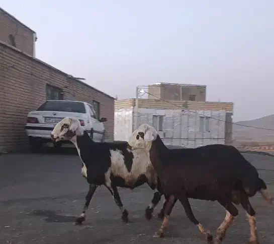 بره قوچ افشاری اصیل|حیوانات مزرعه|زند, |دیوار