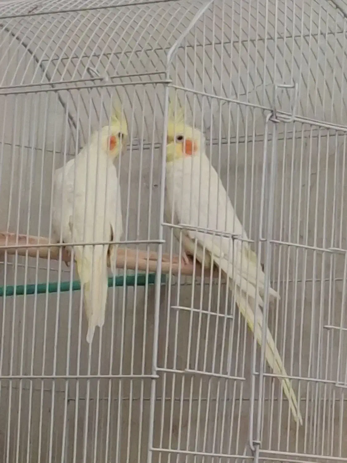 یک جفت عروس هلندی با ۵ تخم|پرنده|شهرکرد, |دیوار