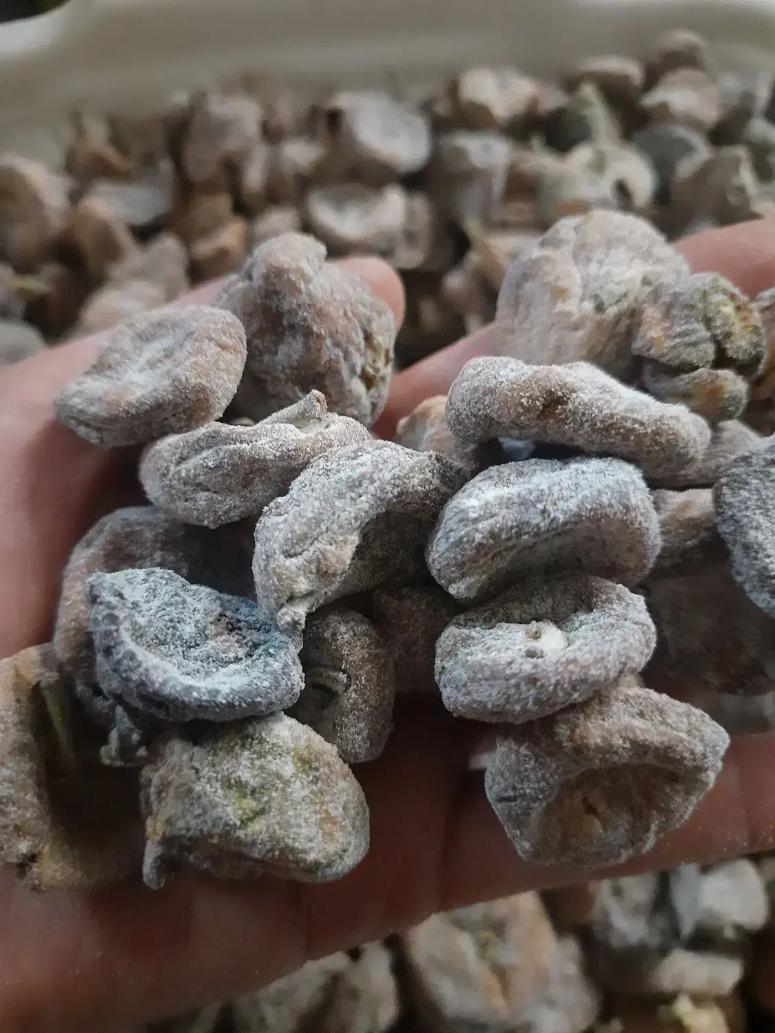 برگه خشک و انجیر خشک|خوردنی و آشامیدنی|ساوه, |دیوار