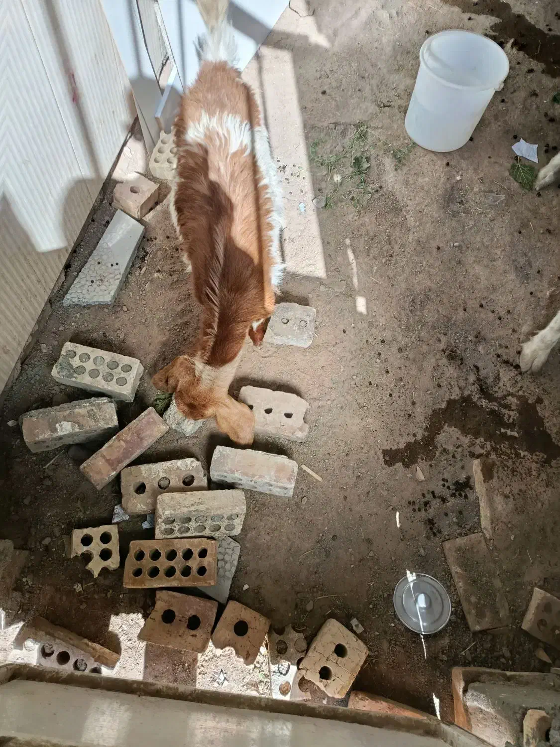 بزغاله جنس دار ماده|حیوانات مزرعه|تربت جام, بوستان وحدت|دیوار