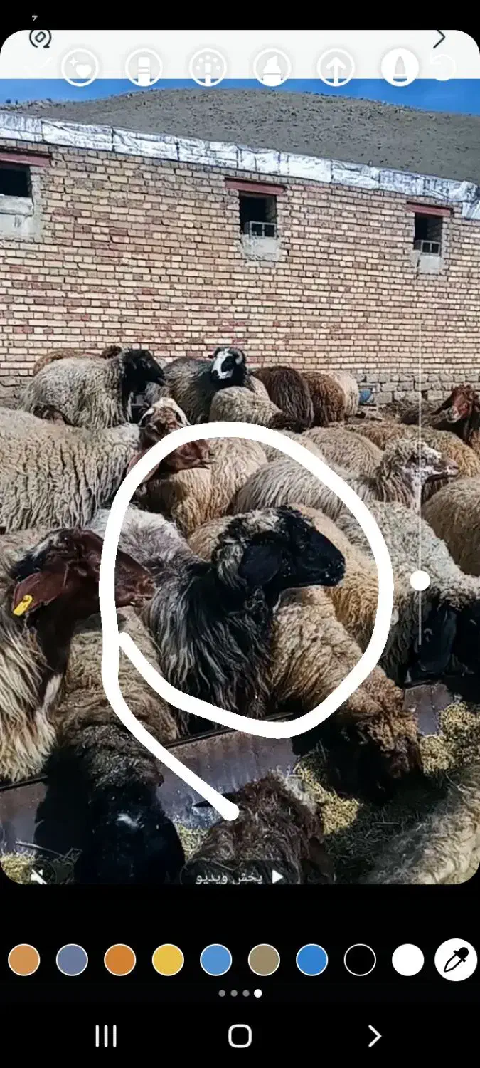 گوسفند گم شده|حیوانات مزرعه|سیلوانه, |دیوار