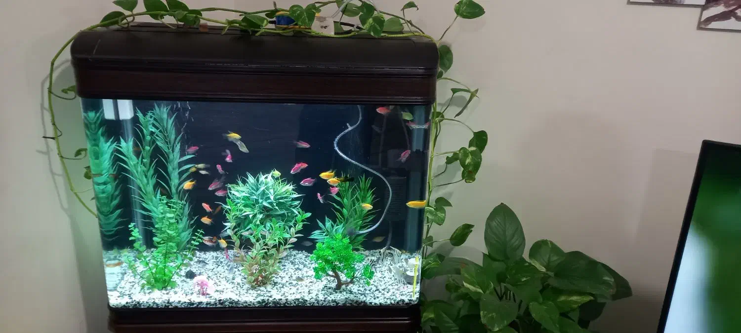 آکواریوم|ماهی|کاشان, شهرک خاتم الانبیا (مسکن ملی کاشان)|دیوار