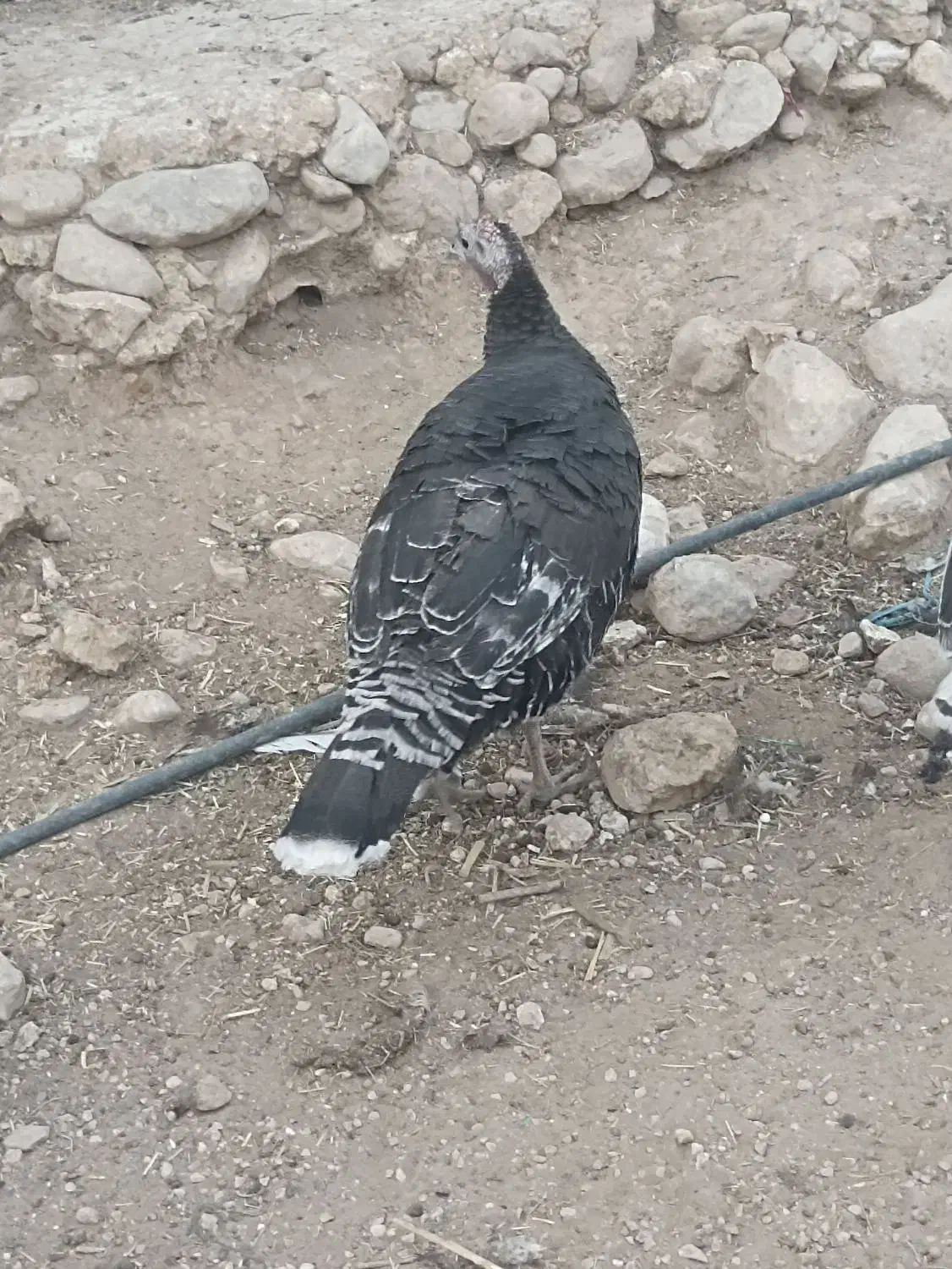 بوقلمون|حیوانات مزرعه|لیکک, |دیوار