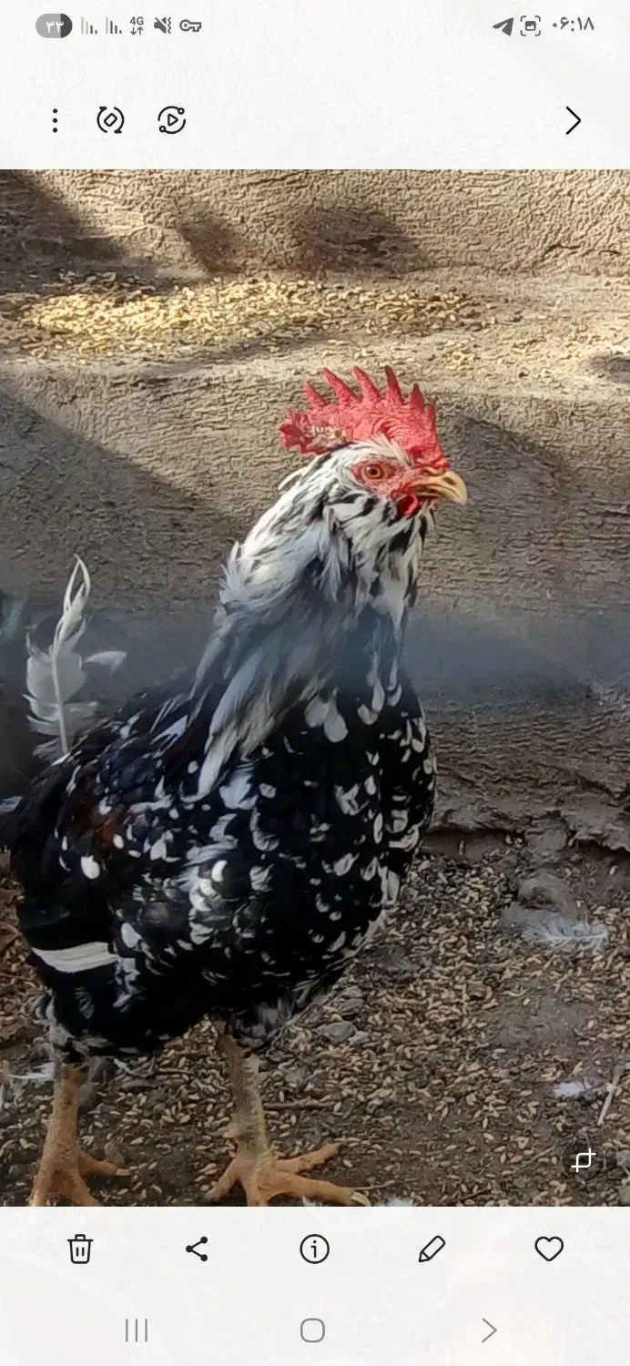 مرغ شاخدار و خروس گلین|حیوانات مزرعه|نمین, |دیوار