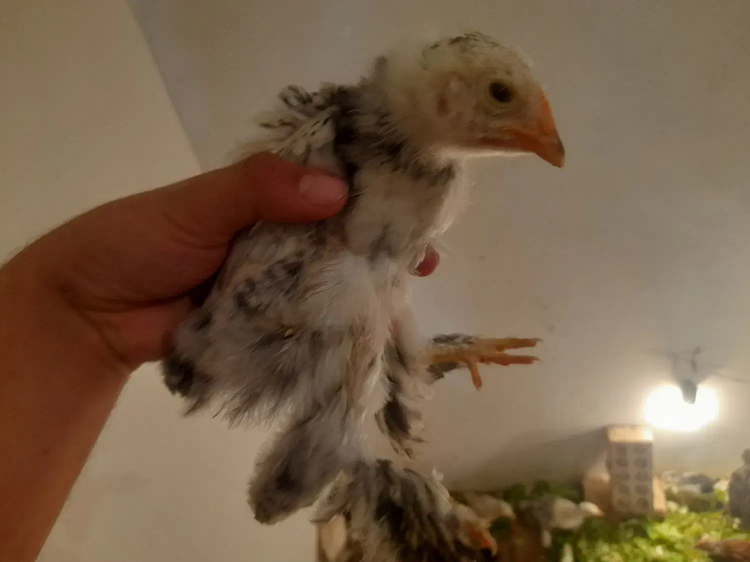 جوجه نژاد دار مرغ خروس|حیوانات مزرعه|کرمانشاه, |دیوار