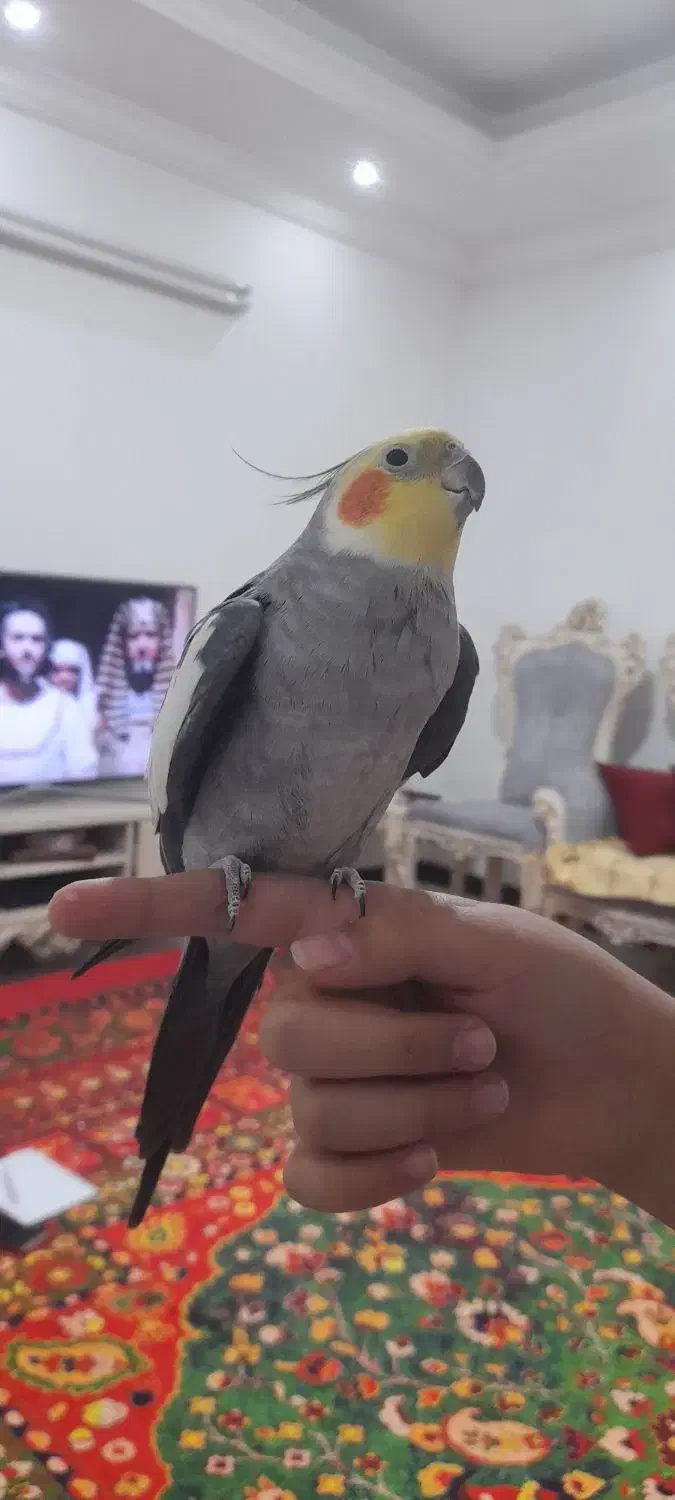 عروس هلندی|پرنده|ری, دیلمان|دیوار