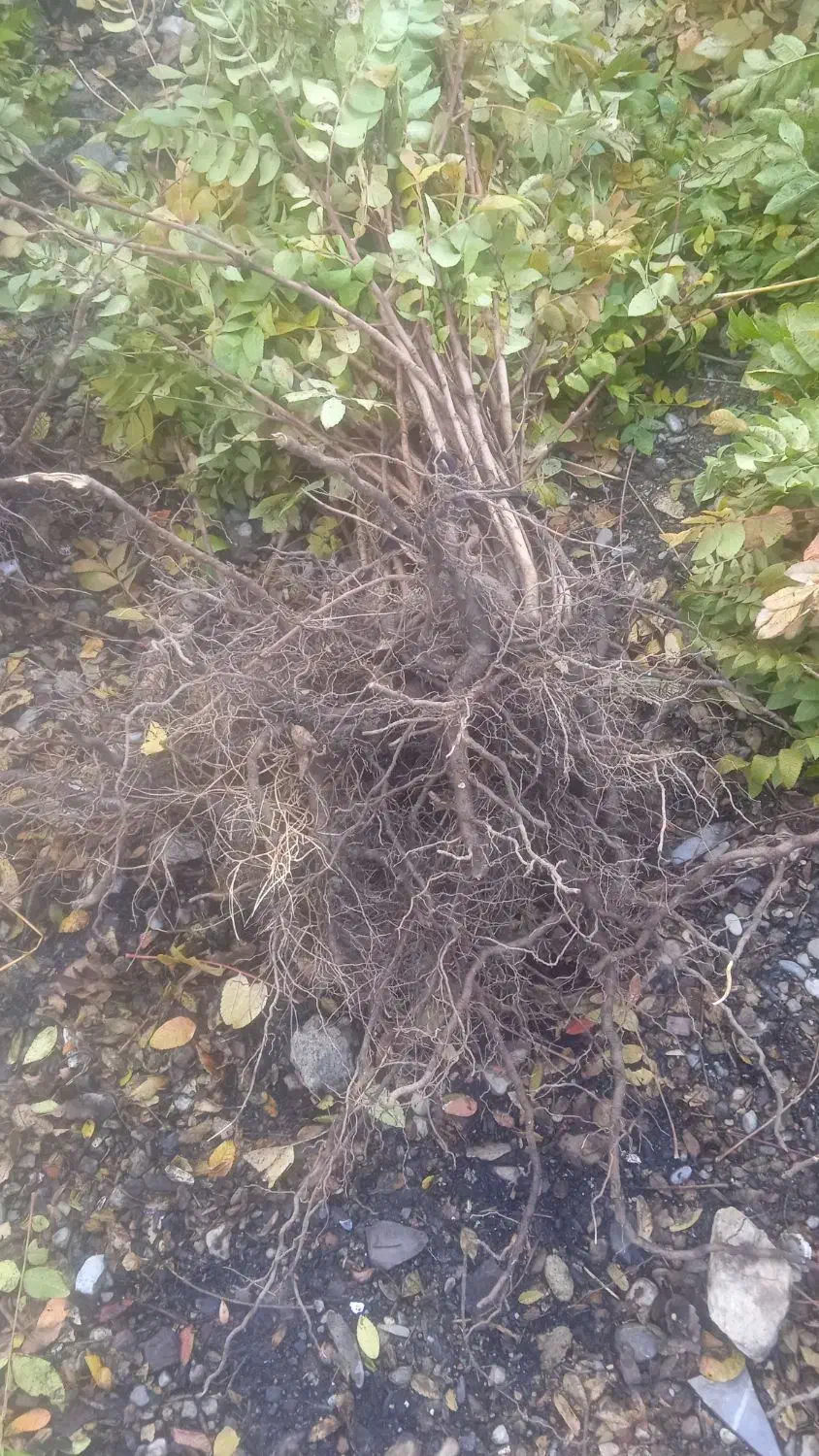 فروش بهترین و پربارترین نهال سماق سردشت|خدمات باغبانی و درختکاری|سردشت, |دیوار