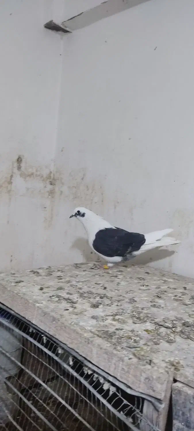 کفتر  غریبگیری|پرنده|قرچک, زیبا شهر|دیوار