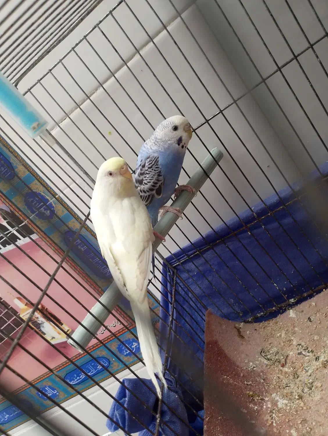 مرغ عشق|پرنده|فسا, |دیوار