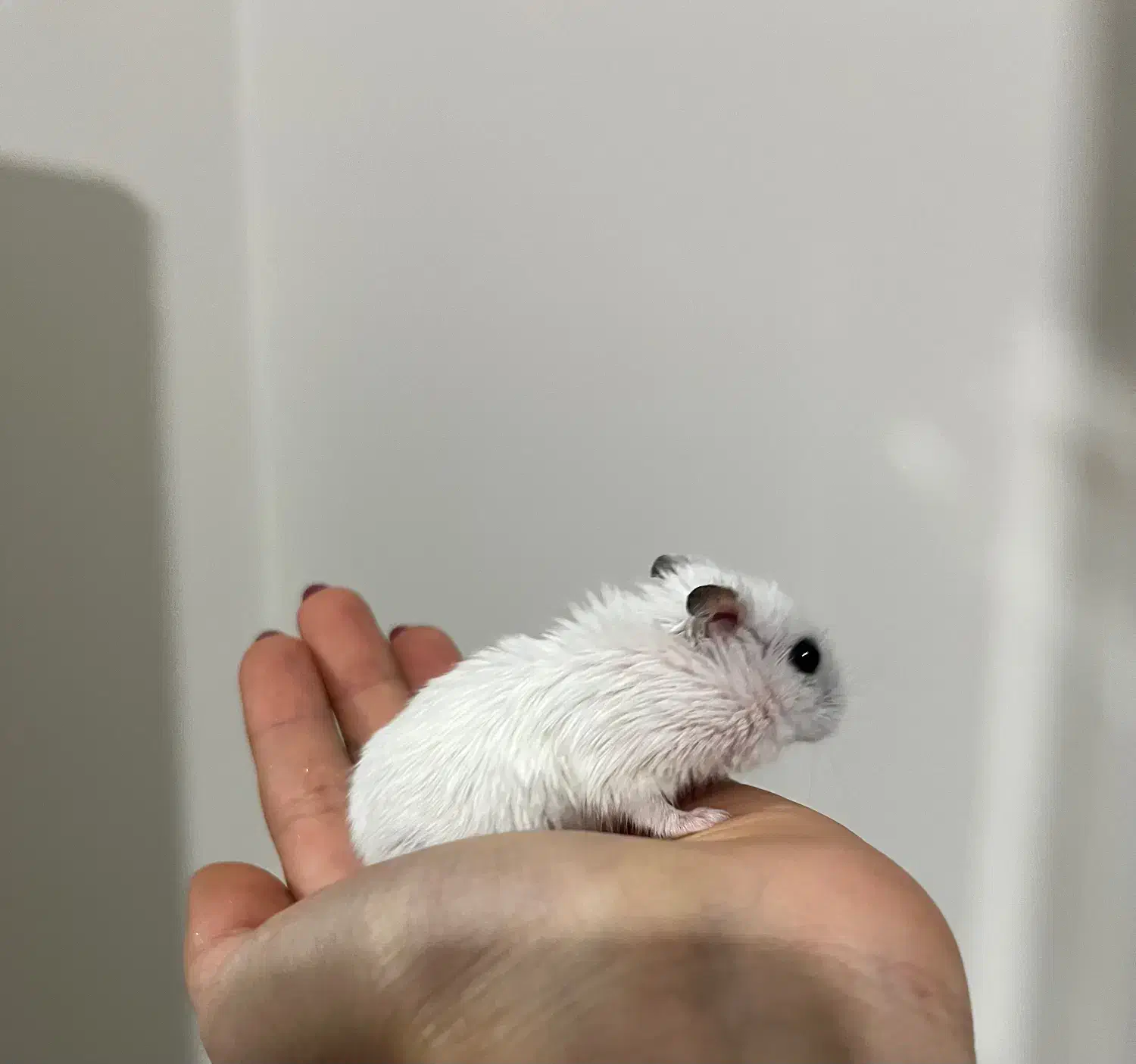 فروش همستر|موش و خرگوش|شیراز, پشم شیشه|دیوار