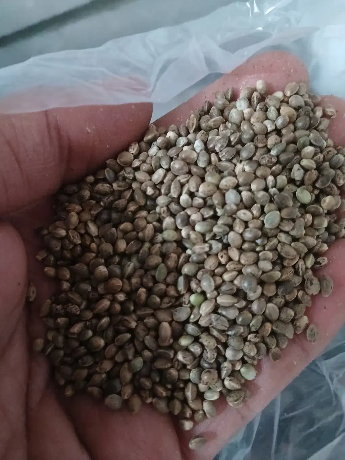 تخمه دورنگ کشمش ذرت ماش بادام زمینی|خوردنی و آشامیدنی|بروجرد, |دیوار