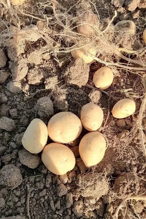 سیب زمینی بذری|عمده‌فروشی|اقلید, |دیوار