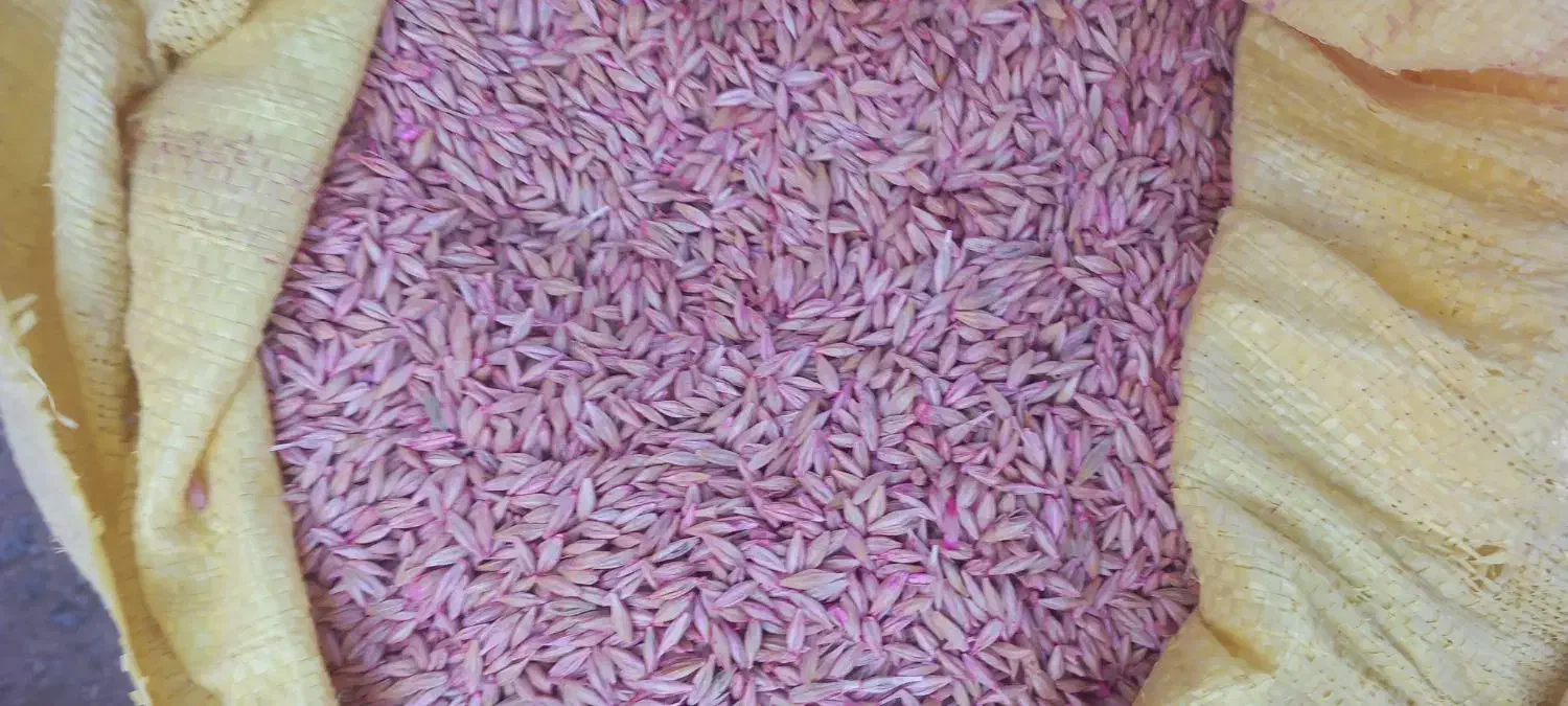 بذر جو آبی|خدمات باغبانی و درختکاری|بیرانوند, |دیوار