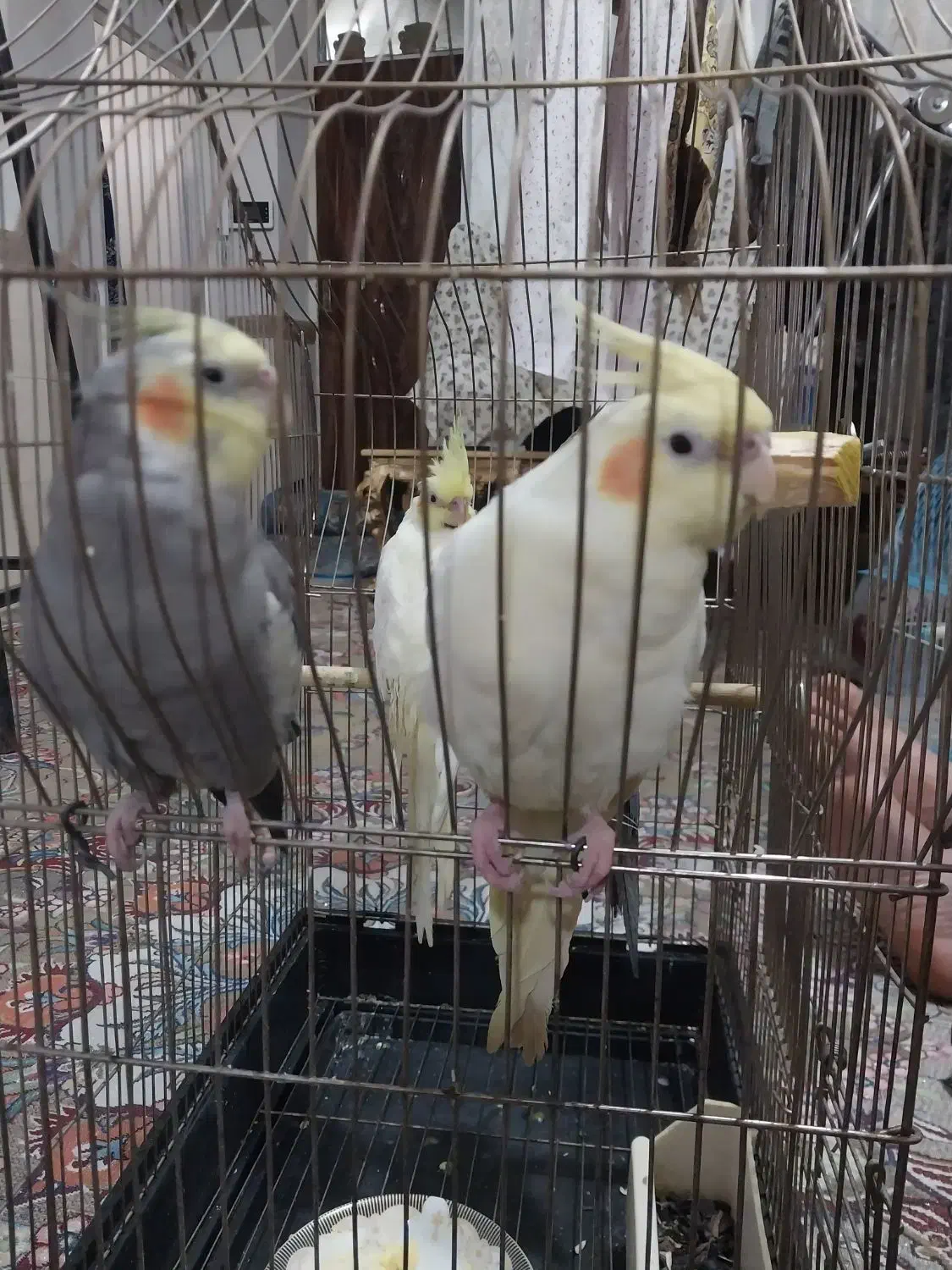 طوطی عروس|پرنده|الوند, |دیوار