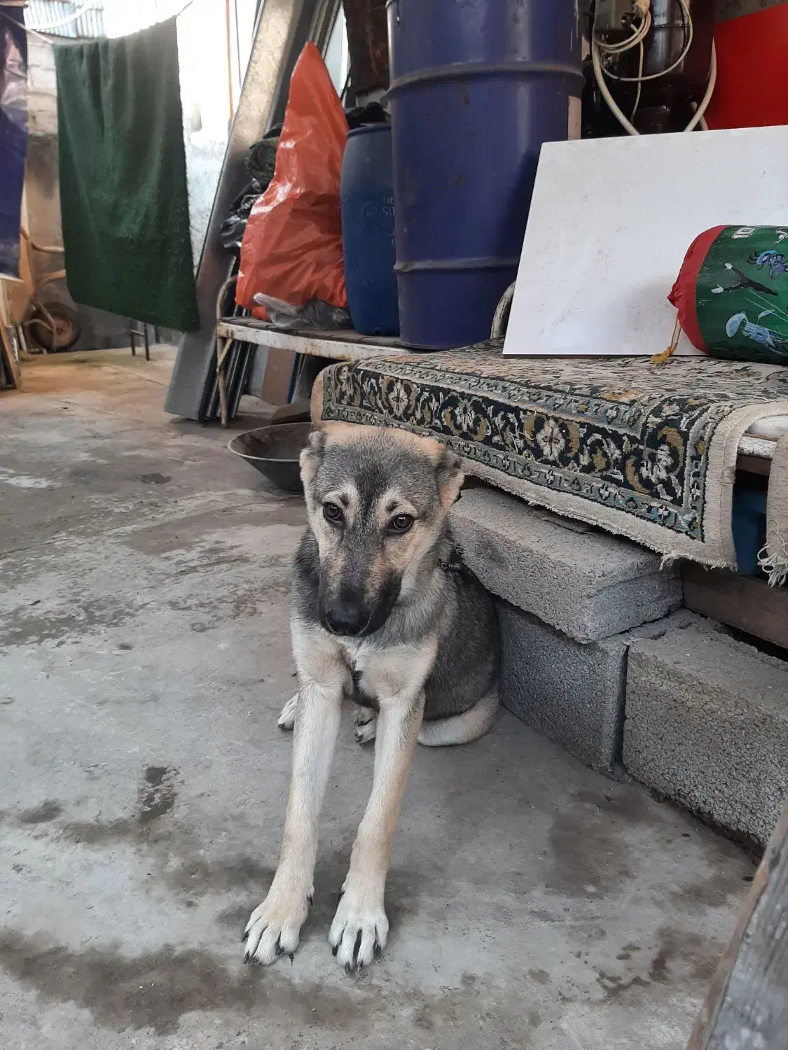 سگ ژرمن شیپرد|سگ|رشت, جانبازان|دیوار