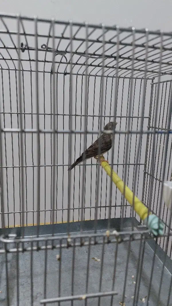 یاسمین طوسی نر|پرنده|تهران, وحیدیه|دیوار