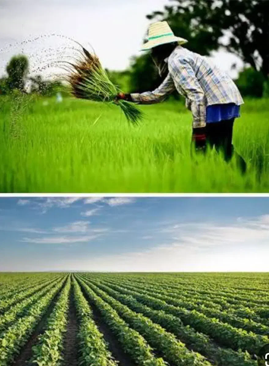 آبیاری گندوم|خدمات باغبانی و درختکاری|کوهدشت, |دیوار