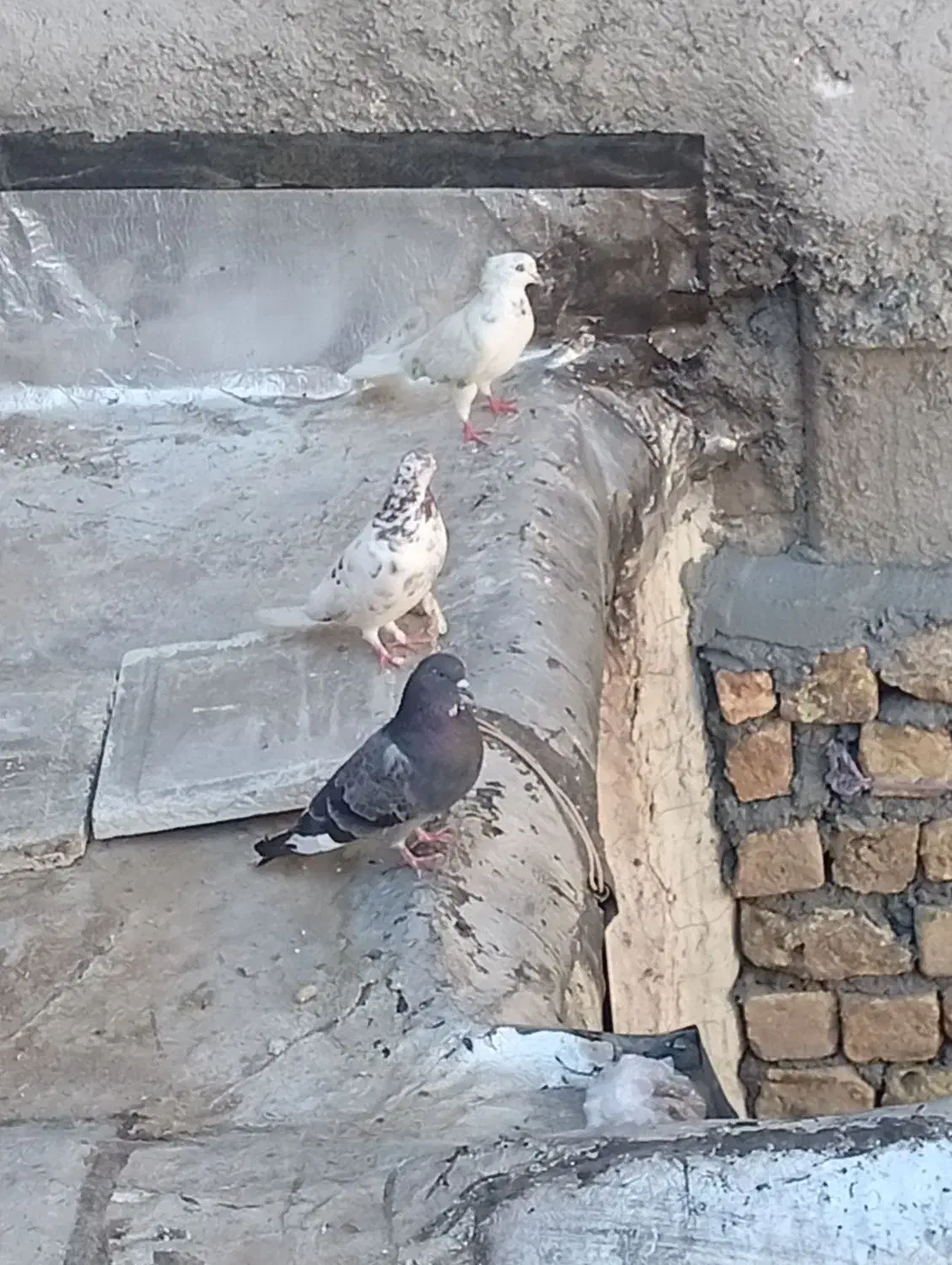 3عدد کبوتر دونه ای 200هزار|پرنده|نورآباد, |دیوار